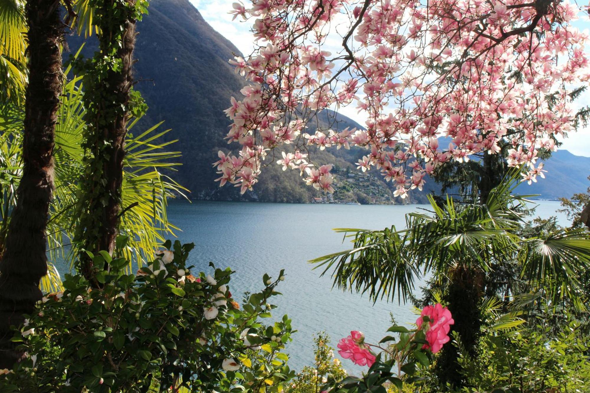 Apartamento Barony Olive 2 Personen Mit Hund Lugano Exterior foto